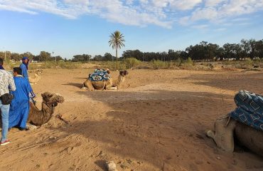 Camel ride in Agadir